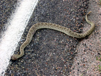 A rattlesnake (dead, unfortunately)