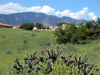 Cactus in the hills