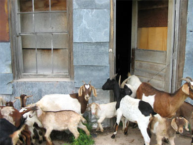 The local goats all hang out here