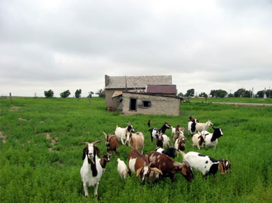 The goats charged me, only to be disappointed that I didn't have any food