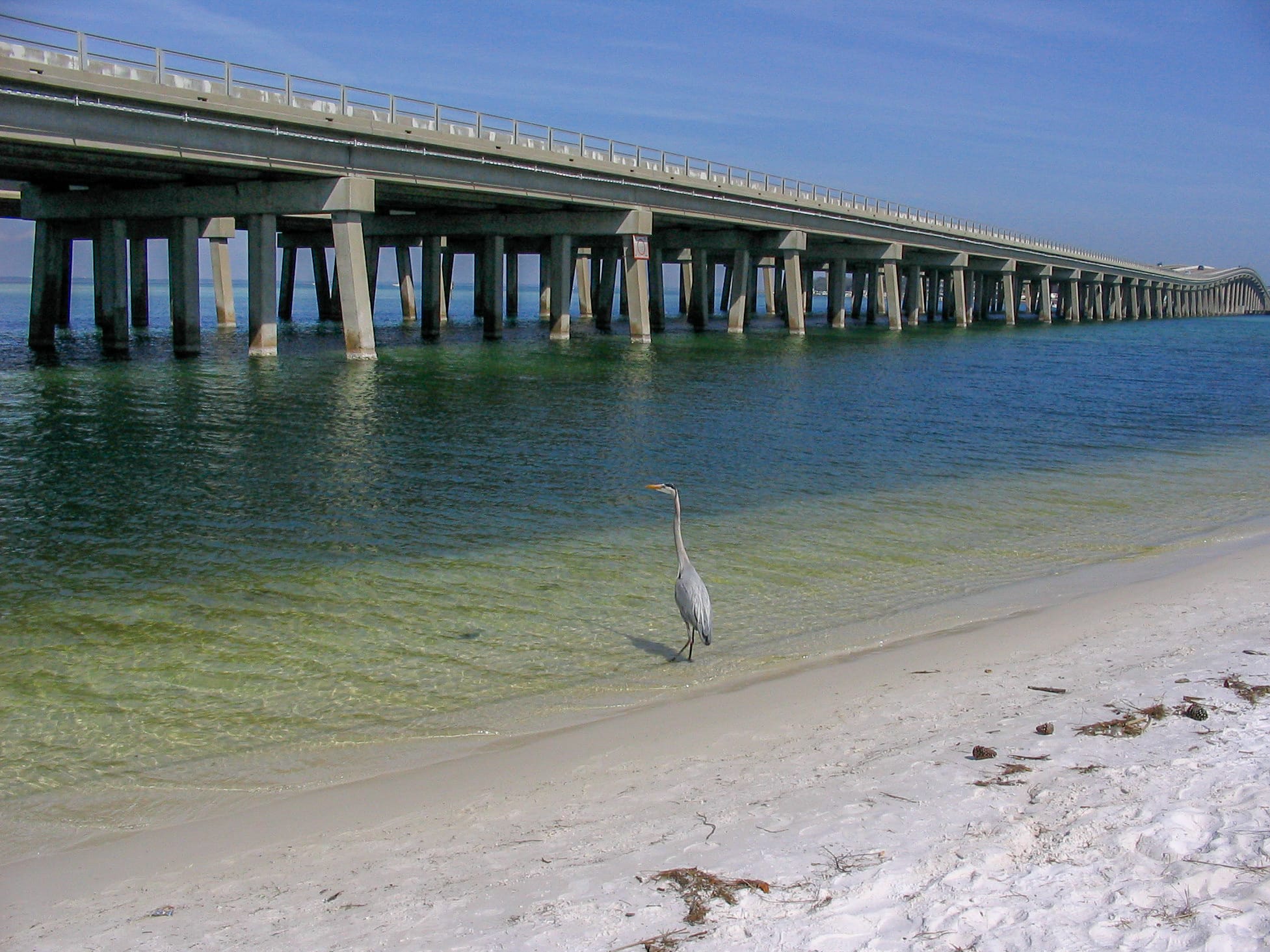 A heron looking for fish
