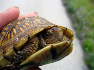 A box turtle trying to cross the road (not a good idea)