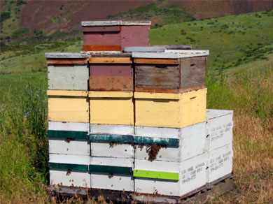 Bees. Lots of them