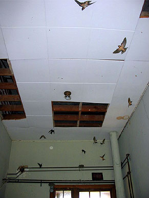 Swallows in the abandoned school