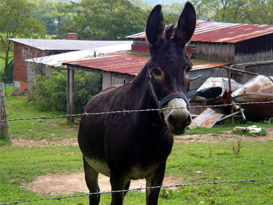 A mule on a run-down farm