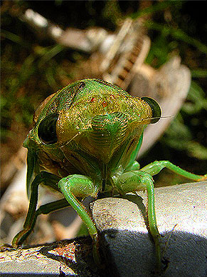 Cicada 1