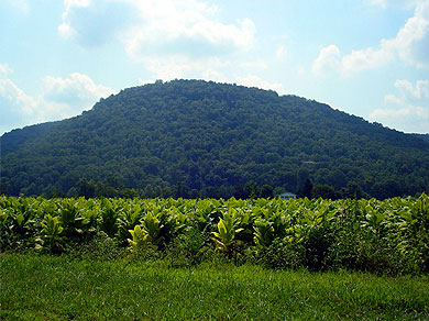 A knob and a tobacco crop