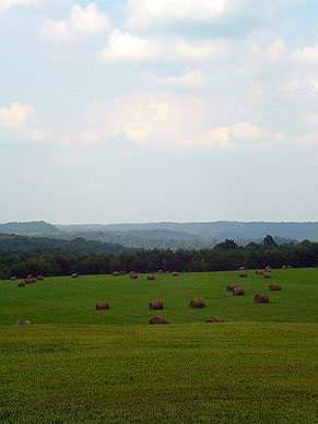 More hay