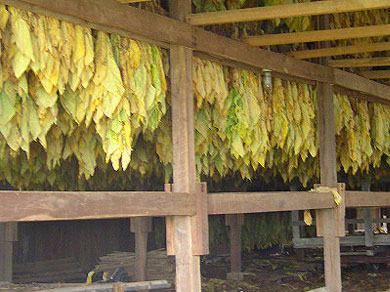 Tobacco drying in a barn