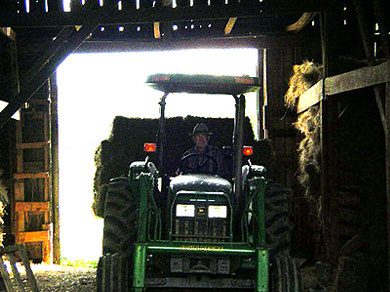 An ancient man putting up hay