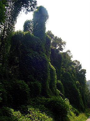 Kudzu overtaking the roadside canopy