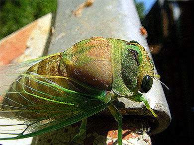 Cicada 2