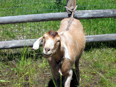A friendly goat outside of Grangeville