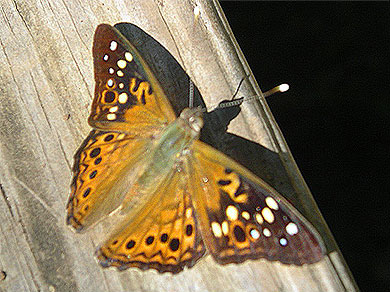 A butterfly in the Johnson’s Shut-Ins campground