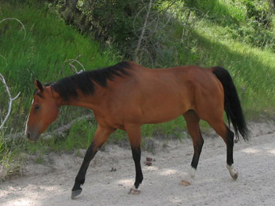A horse wandering the streets