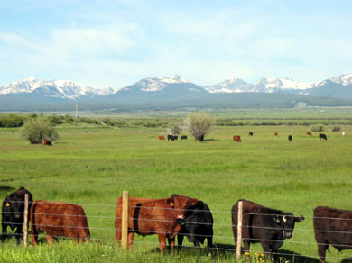 More cows. Little ones