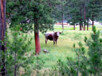 A bull. With horns. Staring at me