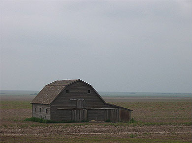A barn in a wheat field