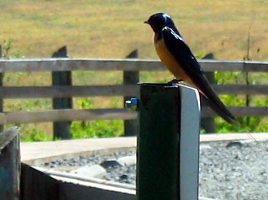 A Barn Swallow near Salem