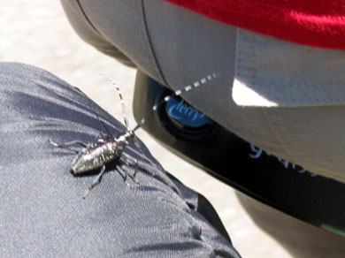 A bug trying to feel up Steve