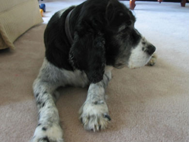 Mike’s dog, Guinness