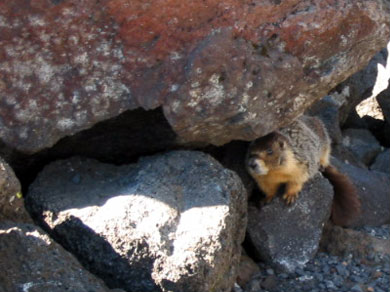 A hungry marmot, or maybe a griffin