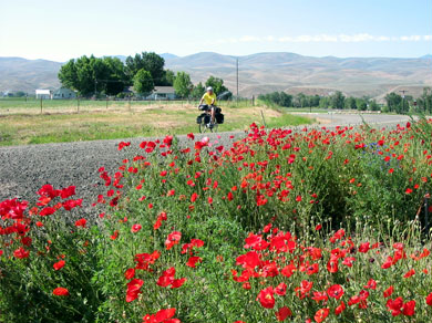 Steve riding past some lovely flowers