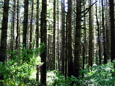 Forest in the Coast Range