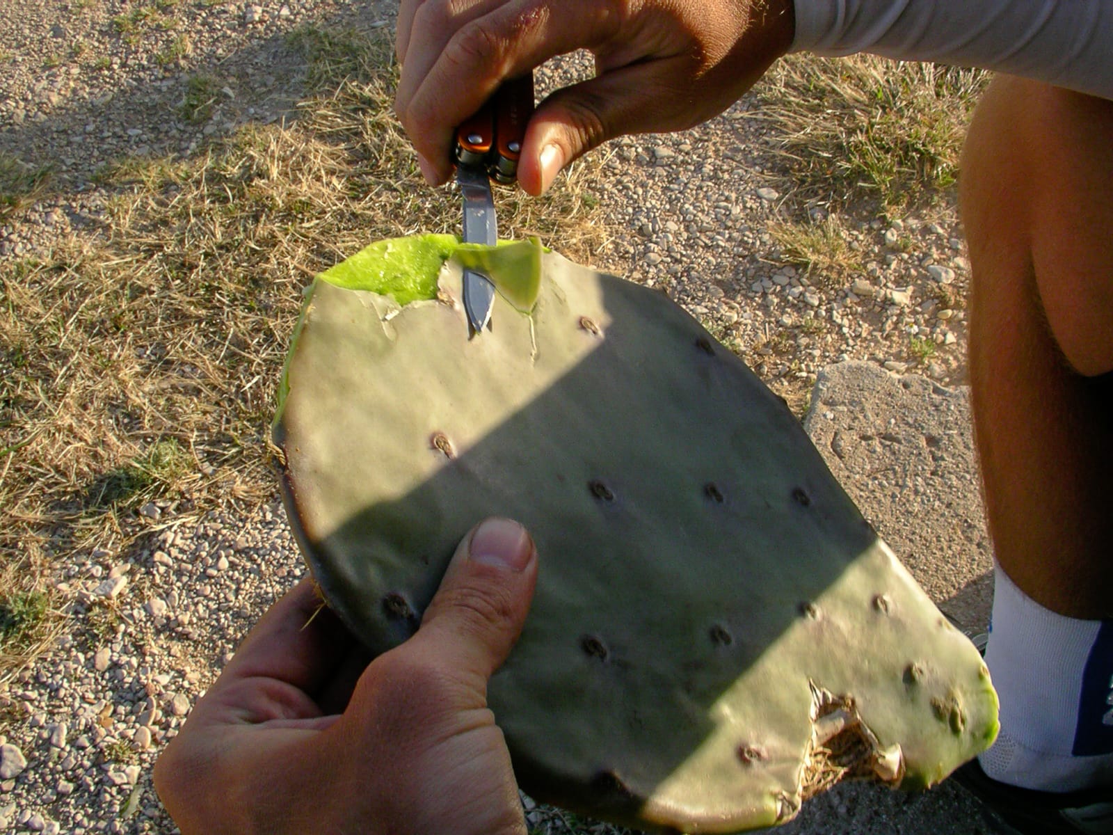 Mickey preparing prickly pear