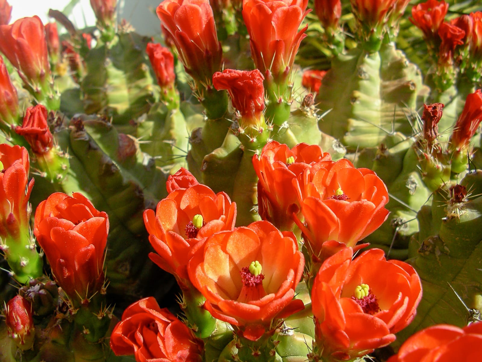 Cactus in bloom