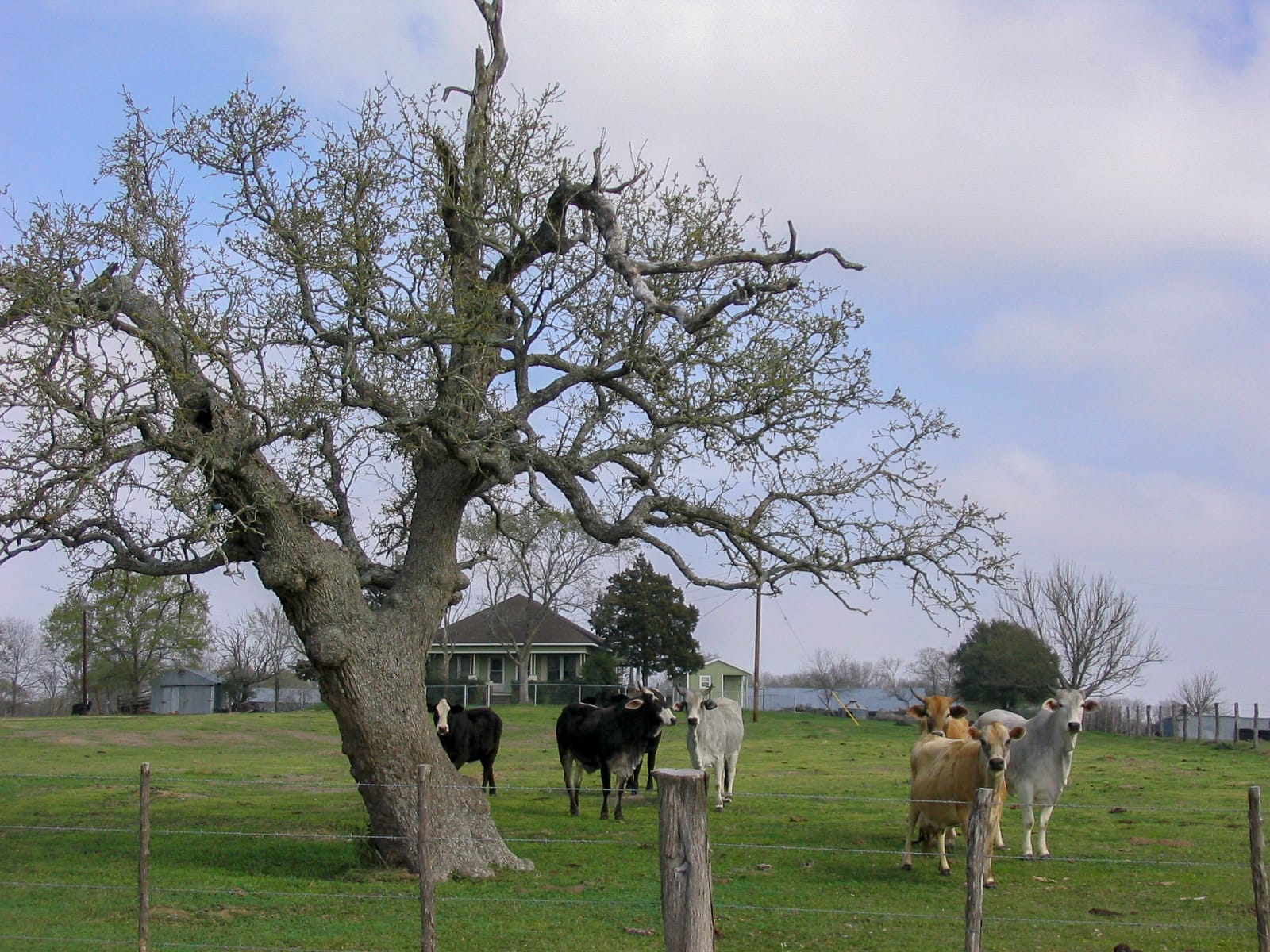 A tree and inquisitive livestock
