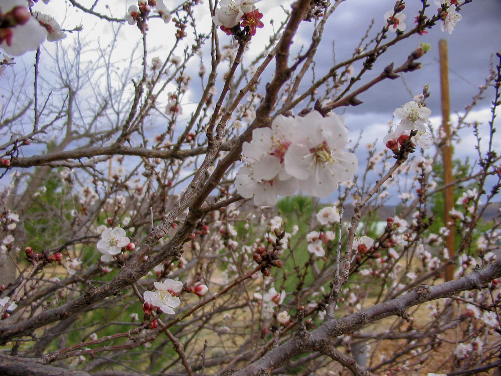Spring blossoms