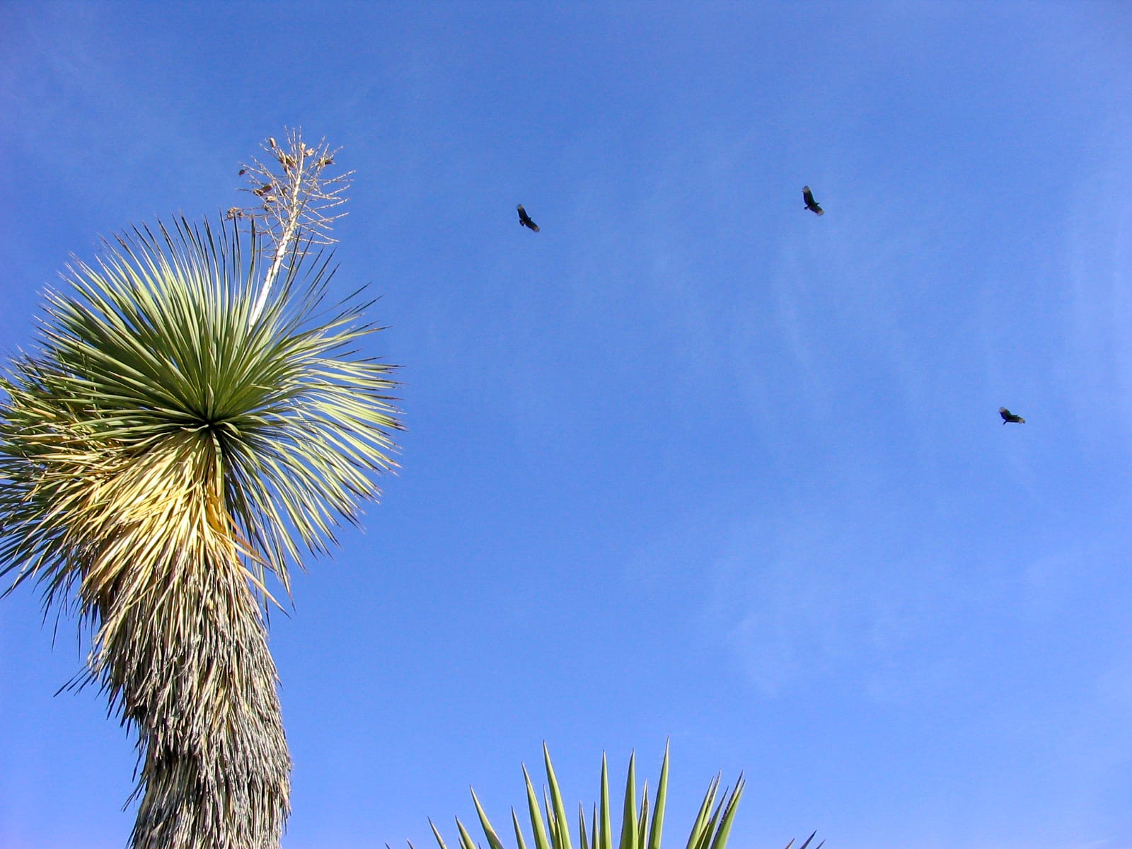 Soaring black vultures