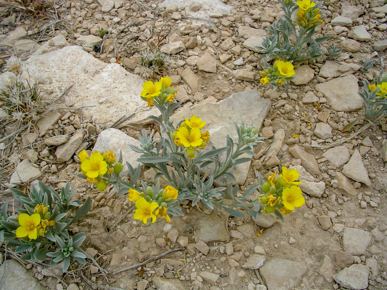 Roadside flowers