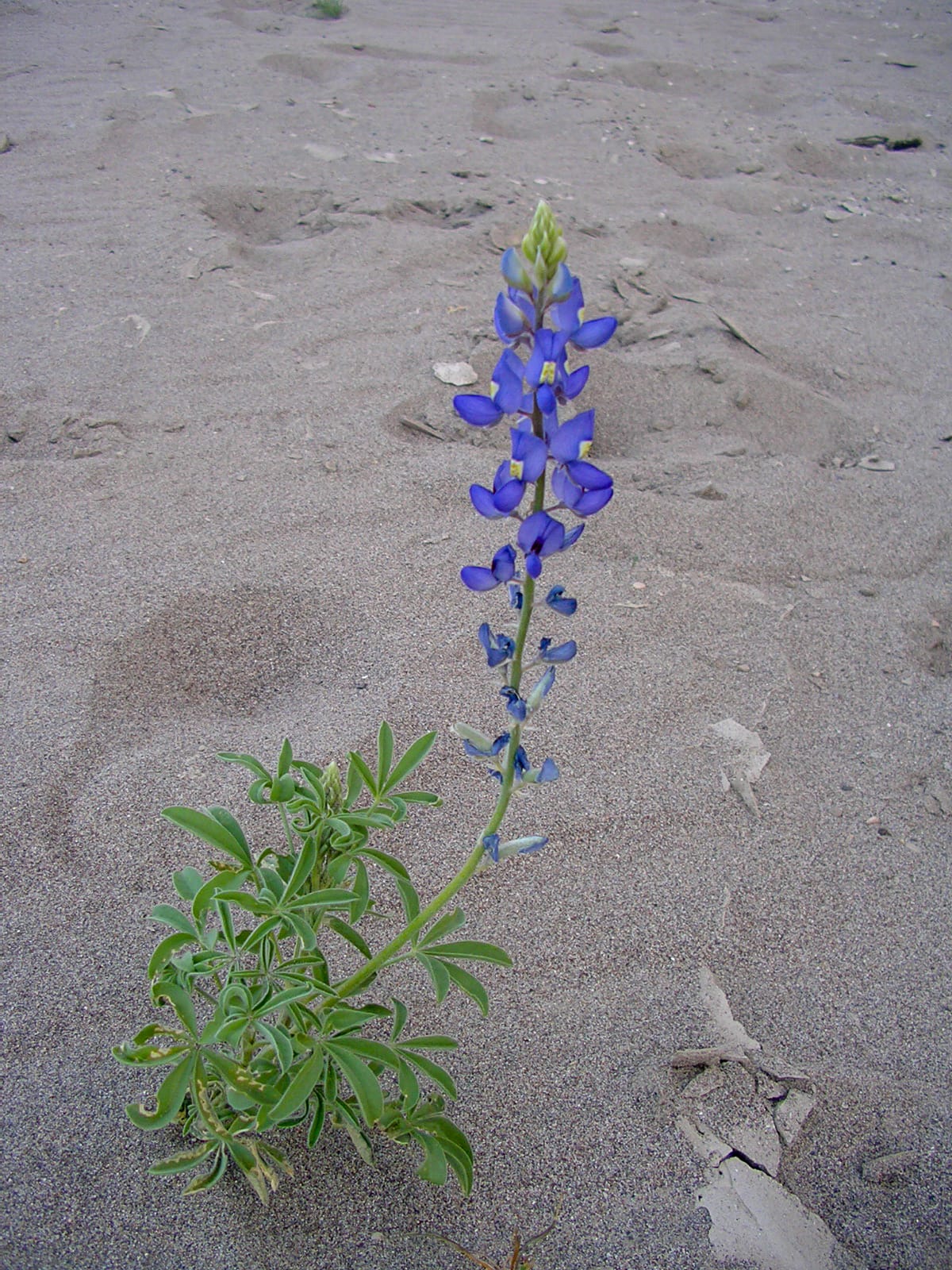 Small flowers in Big Bend