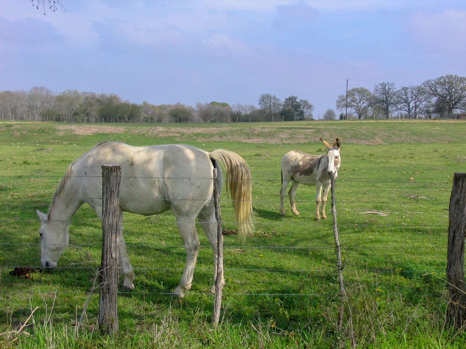 A horse and a mule, probably friends