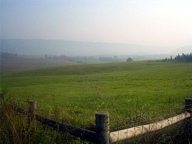 A field in the morning mist