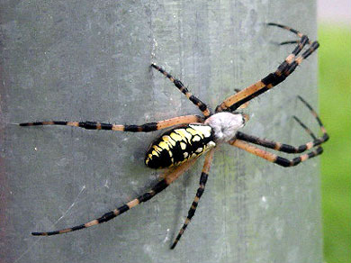 A beautiful striped spider. I hate it