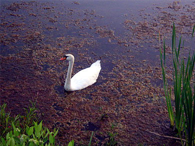 Swan
