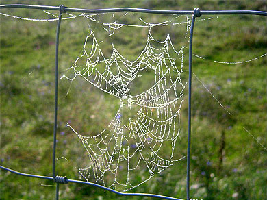 A spider web in Breaks Interstate Park