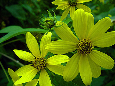 Yellow flowers on the Parkway