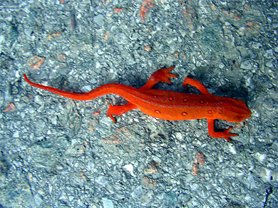 A colorful newt attempting to get run over