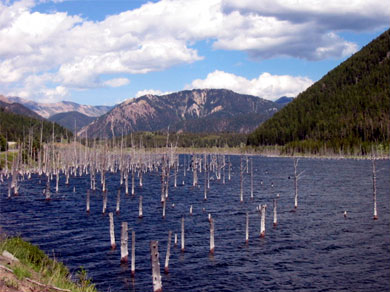 Drowned trees at Earthquake Lake