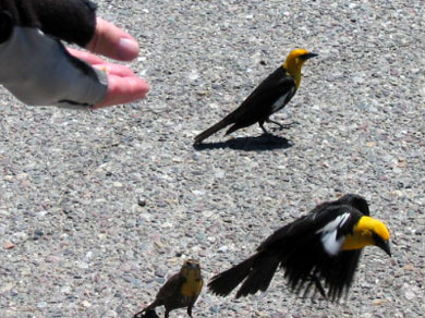 Steve feeding very brave Yellow Headed Blackbirds