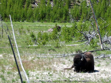 Some buffalo in Yellowstone